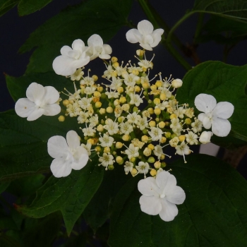 Gemeiner Schneeball, Viburnum, Bluete